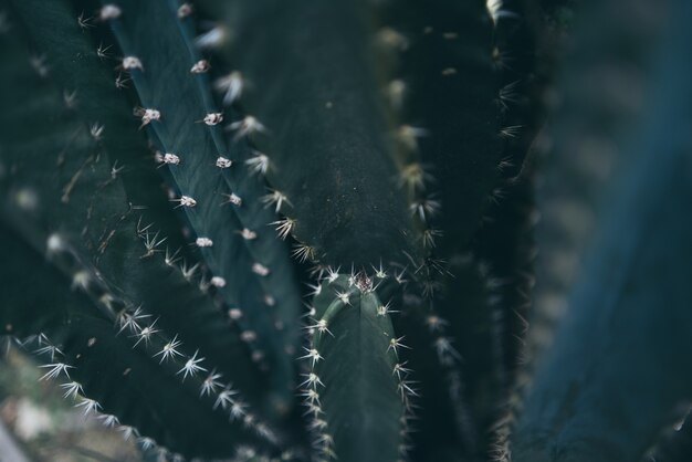 Zielony kaktus roślina żyjąca natura tło, tropikalna roślina pustynna latem, minimalna soczysta dekoracja kwiatowa w florze ogrodowej, kreatywne życie drzewa botanicznego