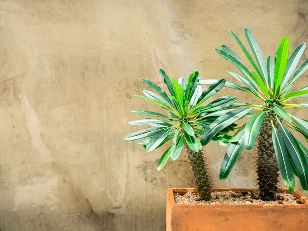 Zielony Kaktus W Doniczce. Kaktus Palmy Madagaskar Rośnie W Doniczce Z Terakoty Z Miejsca Na Kopię.