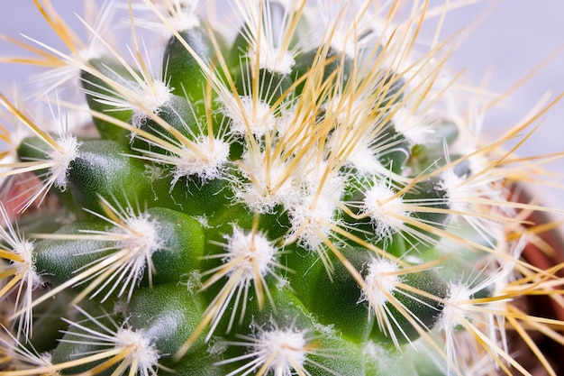 Zielony kaktus w kształcie kuli na szarym tle