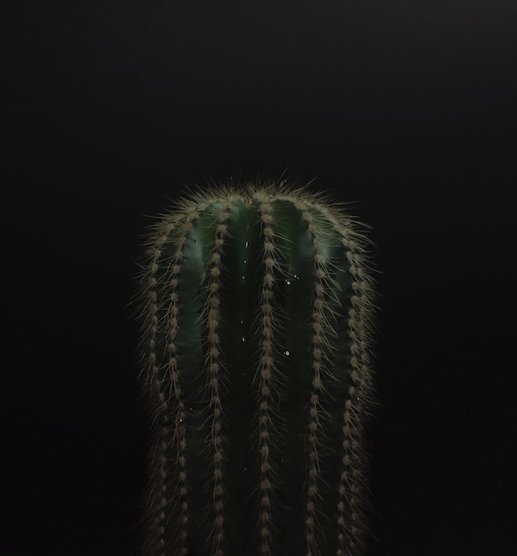 Zielony kaktus z kroplami wody na czarnym tle