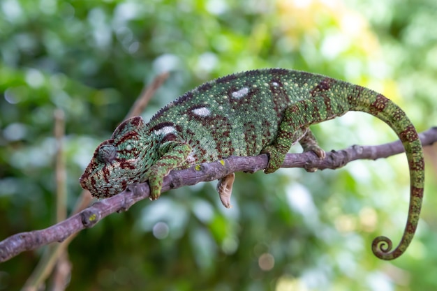 Zielony kameleon na gałęzi w przyrodzie