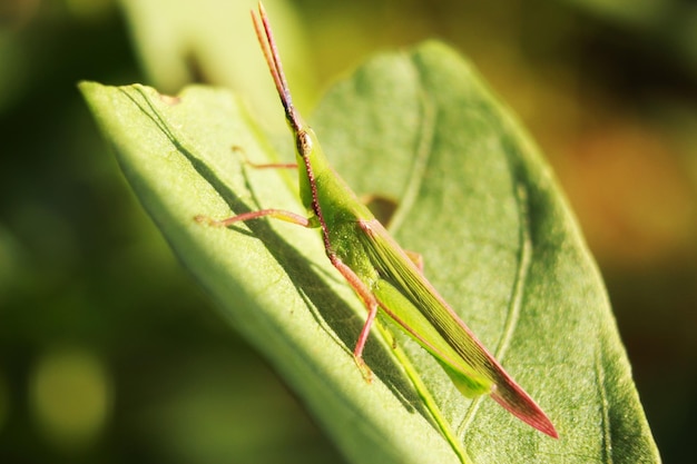 Zielony konik polny owad rzadkie zwierzęce zdjęcia makro