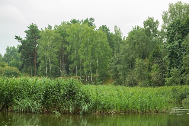 Zielony krajobraz lasu lato w ciągu dnia z rzeką.