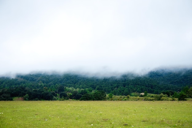 Zielony krajobraz w meksyku z zalesionym obszarem z mgłą i kopią przestrzeni