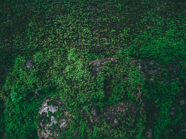 Zielony krajobraz z lasem i drzewem