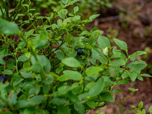 Zielony krzew jagód Zdrowa żywność ekologiczna dzikie jagody Vaccinium Myrtillus rosnące w lesie Zdjęcie dzikich jagód na zielonym tle w lesie w letni dzień Selektywny fokus