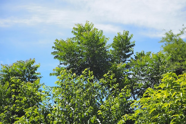 Zielony krzew pozostawia w słonecznej pogodzie na niebieskim niebie i białym tle chmur