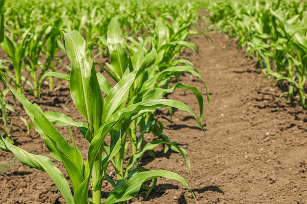 Zielony kukurydzany pole jako tło, przestrzeń dla teksta. Rolnictwo