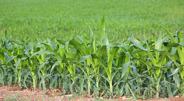 Zielony kukurydzany pole w naturze