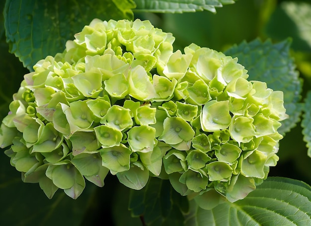 zielony kwiat hortensji