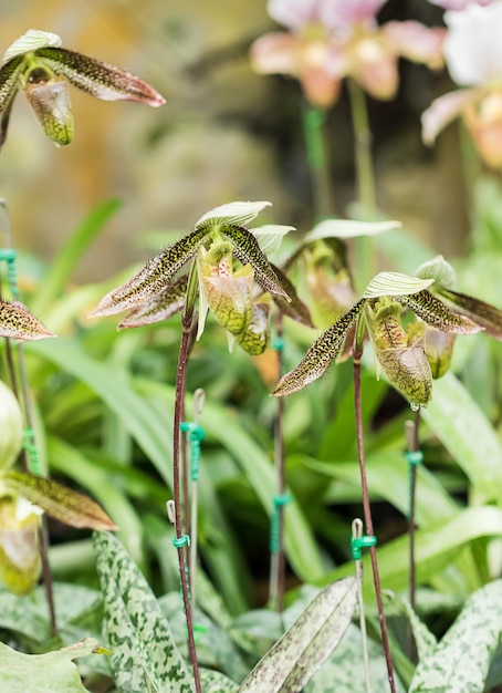 Zielony kwiat orchidei Paphiopedilum