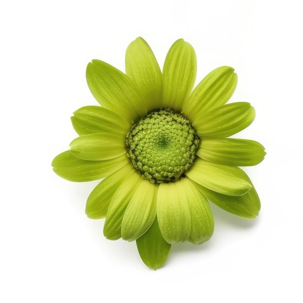 Zielony kwiat z zielonym środkiem z napisem „mniszek lekarski”.