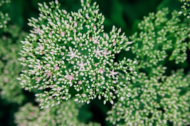 Zielony kwitnący krzew Sedum telephum. Dekoracja ogrodu i krajobrazu. Białe bujne kwiaty z bliska.