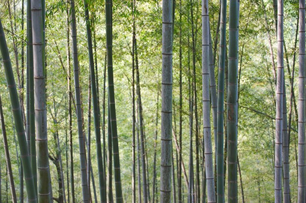 Zielony Las Bambusowy W Chinach