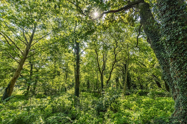 Zielony las krajobraz tło o wschodzie słońca. Ekologia koncepcja przyrody, wolność zieleni scenic