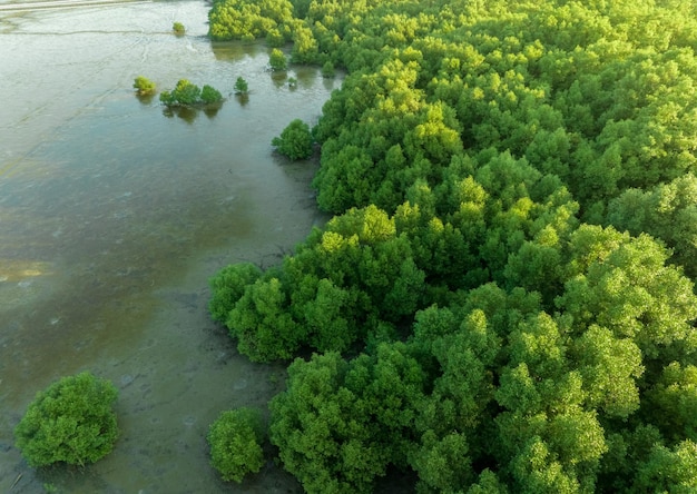 Zielony las namorzynowy z porannym światłem słonecznym Ekosystem namorzynowy Naturalne pochłaniacze węgla Namorzyny