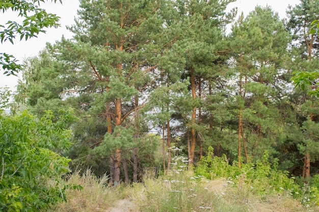Zielony las panoramiczny widok Piękny letni dzień w lesie Uljanowsk Rosja