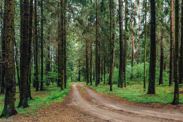 Zielony las pnie drzew droga w lesie sosny pozostawia natura krajobraz