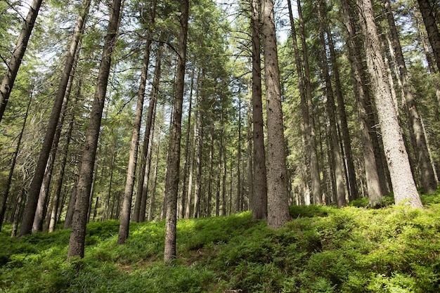 Zielony las świerkowy w górach Koncepcja podróży