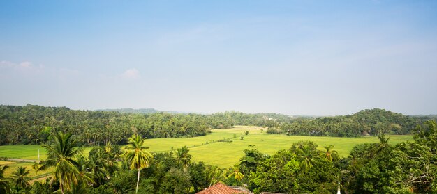 Zielony Las Tropikalny W Dolinie Na Cejlonie. Krajobraz Sri Lanki