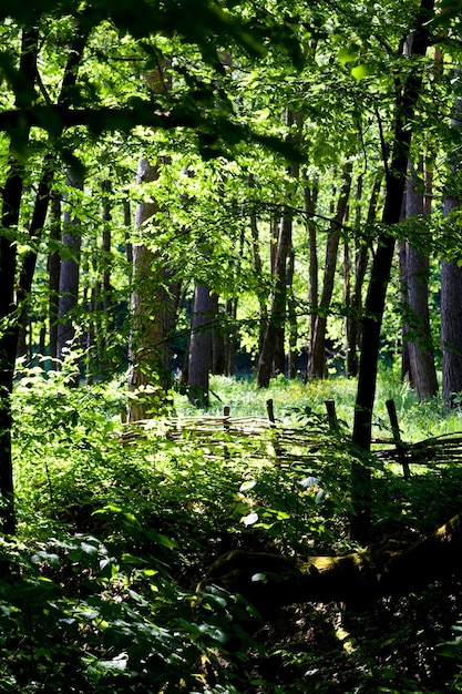 Zdjęcie zielony las w słoneczną pogodę
