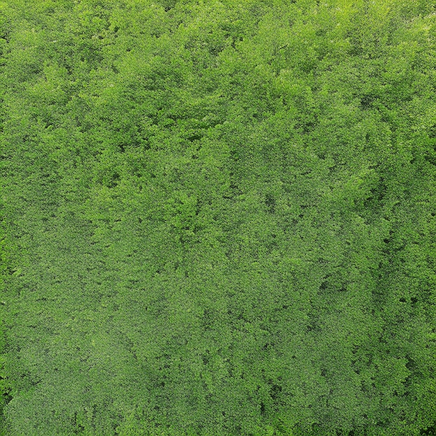 Zielony las z dużą ilością drzew i słowem las
