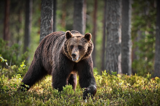 Zielony las z niedźwiedziami grizzly w Finlandii w ciągu dnia