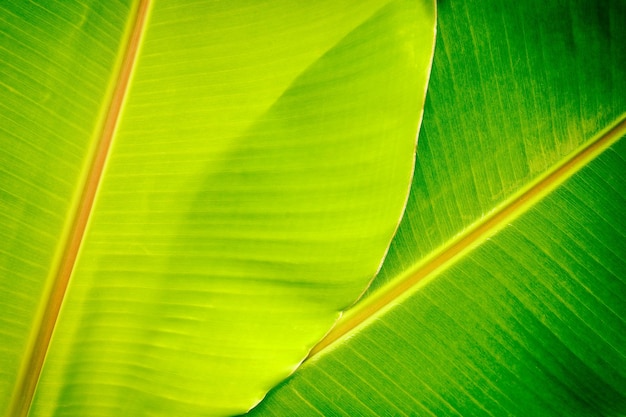 Zielony liść bananowca tekstury tła