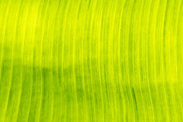 Zielony liść bananowca z teksturą na tło