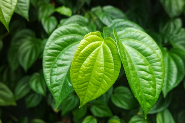 Zielony liść betelu indonezyjskiego zioło Wildbetal Leafbush Piper sarmentosum Roxb