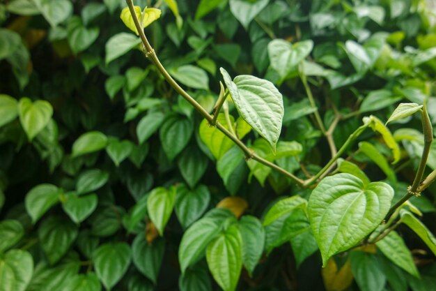 Zielony liść betelu indonezyjskiego zioło Wildbetal Leafbush Piper sarmentosum Roxb