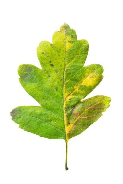 Zielony liść głogu na białym tle
