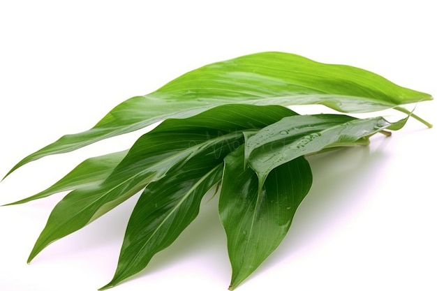 zielony liść herbaty wyizolowany na białym tle