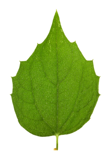 Zdjęcie zielony liść izolowany na białym