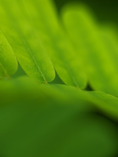 Zielony liść, który świeci w świetle słonecznym