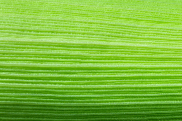 Zielony liść kukurydzy z bliska Natura tłoZamknij widok liścia kukurydzy