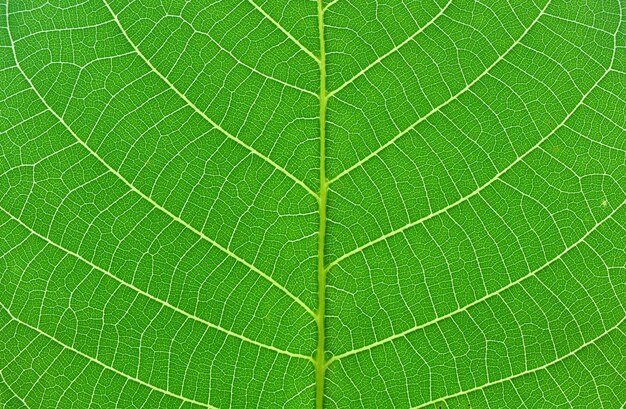 zielony liść makro
