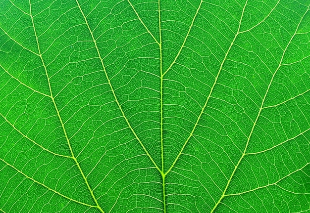 zielony liść makro