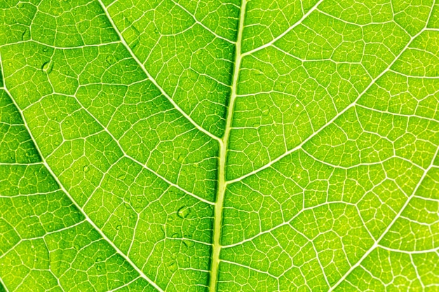zielony liść makroLiście Seria Zbliżenie na zdjęcie kropli wody na zielonym liściu
