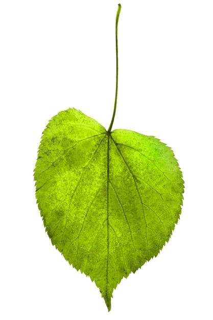 Zielony liść na białym tle na białym tle. Zdjęcie wysokiej jakości