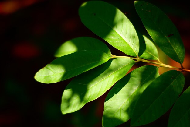 Zielony liść, na którym świeci słońce