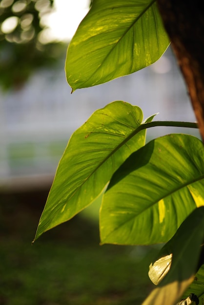 Zielony liść, na którym świeci słońce.
