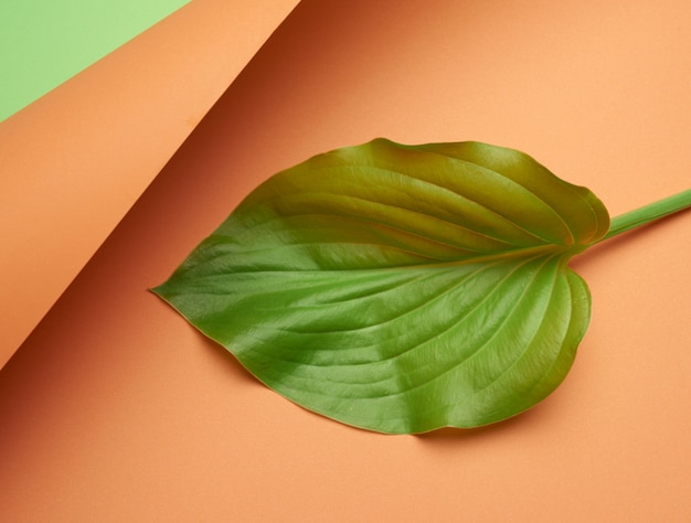 Zielony liść na pomarańczowo-zielonym tle
