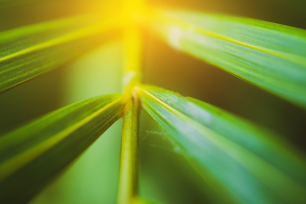 Zielony liść na zamazanym greenery tła pojęciu.