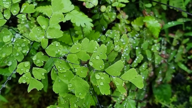 zielony liść natura tło świeże