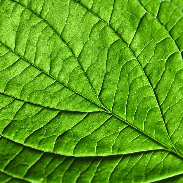 zielony liść naturalnej tekstury tła. Fotografia makro. Leżał na płasko