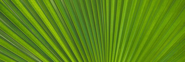 Zielony liść palmowy podnóżka, przez który prześwituje słońce przez długi format banera