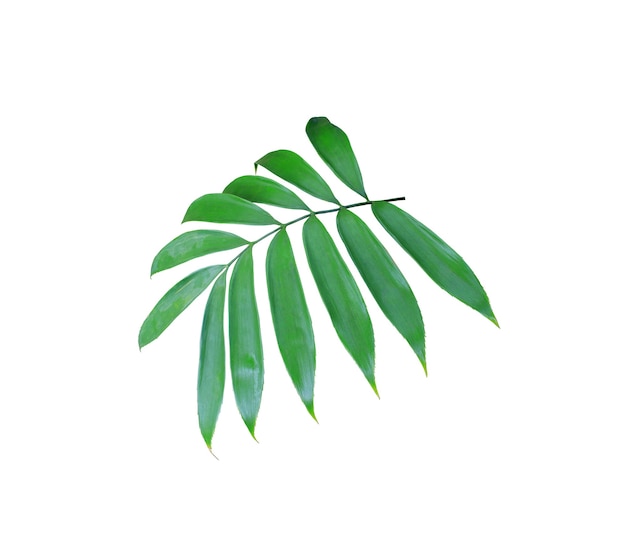 Zielony liść palmy na białym tle