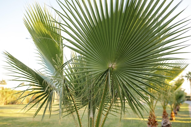 Zdjęcie zielony liść palmy tło