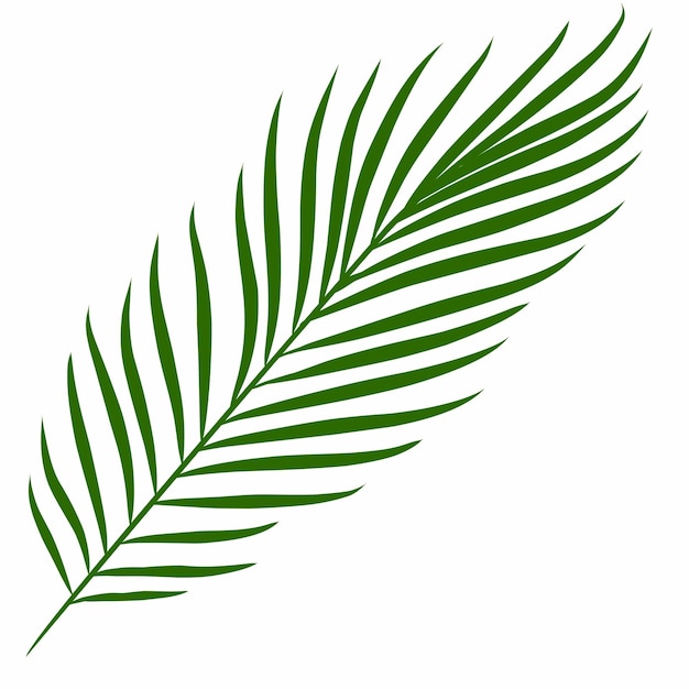 zielony liść palmy z białym tłem, na którym pisze palma